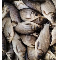 Живец карась 6-8 см