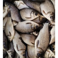 Живец карась 6-8 см